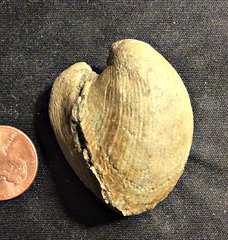 A Cast of a Bivalve Shell from the Merchantville Formation, N.J.