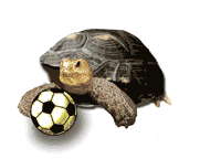 Dribbling-Tortoise-TFF-200.gif.1d80a05e37fb283dcd2b8ae9d17c8e21.gif