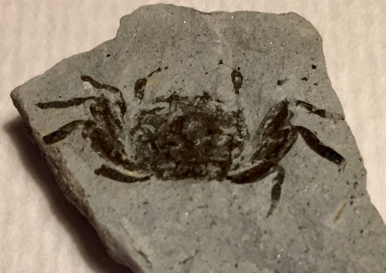A half of a crab...