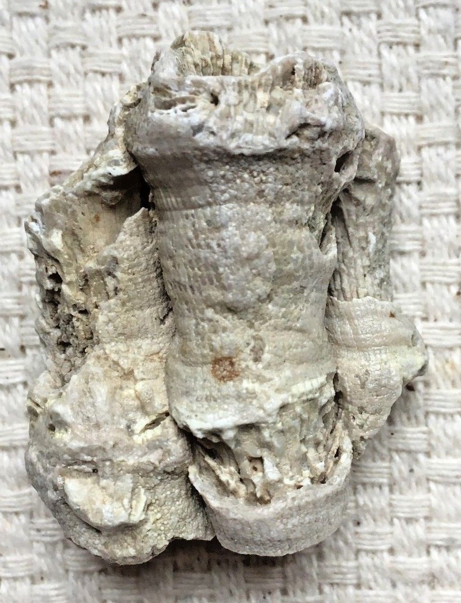Coral-Fossil-Lithostrotionella-4 1.jpg