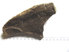 Ichthyosaur Paddle Bone 1.JPG