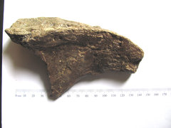 Ichthyosaur Paddle Bone 1.JPG