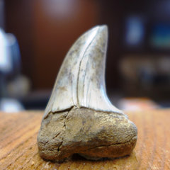 Isurus hastalis tooth, Mako Shark 1.jpg