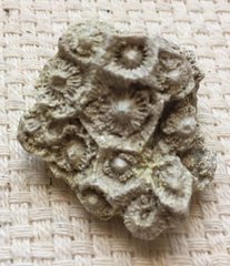 Coral Fossil (Lithostrotionella) #24 1.jpg