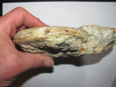 Harpoceras falcifer Ammonite 1.JPG