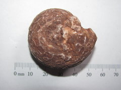 Small Ceratite Ammonoid - Timor 1.JPG