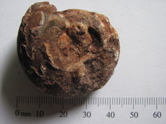 Small Ceratite Ammonoid - Timor 1.JPG