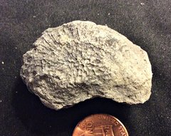 Small Tabulate Coral from the Kalkberg Formation