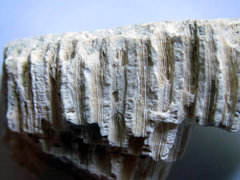 Orbicella faveolata Coral a.JPG