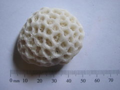 Goniastrea Coral Fossil 1a.JPG