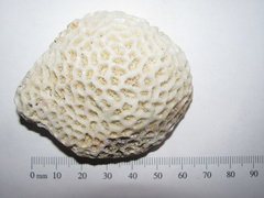 Goniastrea Coral Fossil 2a.JPG