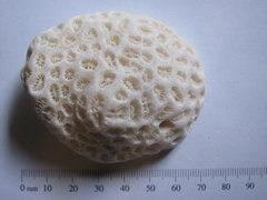 Goniastrea Coral Fossil 3a.JPG