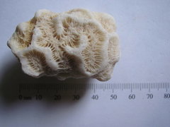 Manicina Coral 2a.JPG