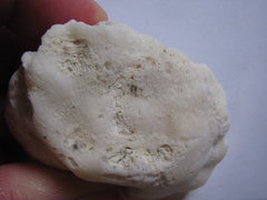 Manicina Coral 4a.JPG