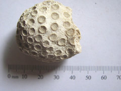 Solenastrea hyades Coral Fossil 1.JPG
