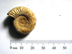 Perisphinctes sp Ammonite B1.JPG