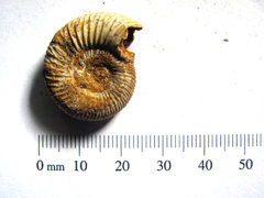Perisphinctes sp Ammonite B1.JPG