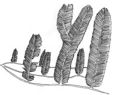 Plumalina plumaria hydrozoan feather coral 1.JPG