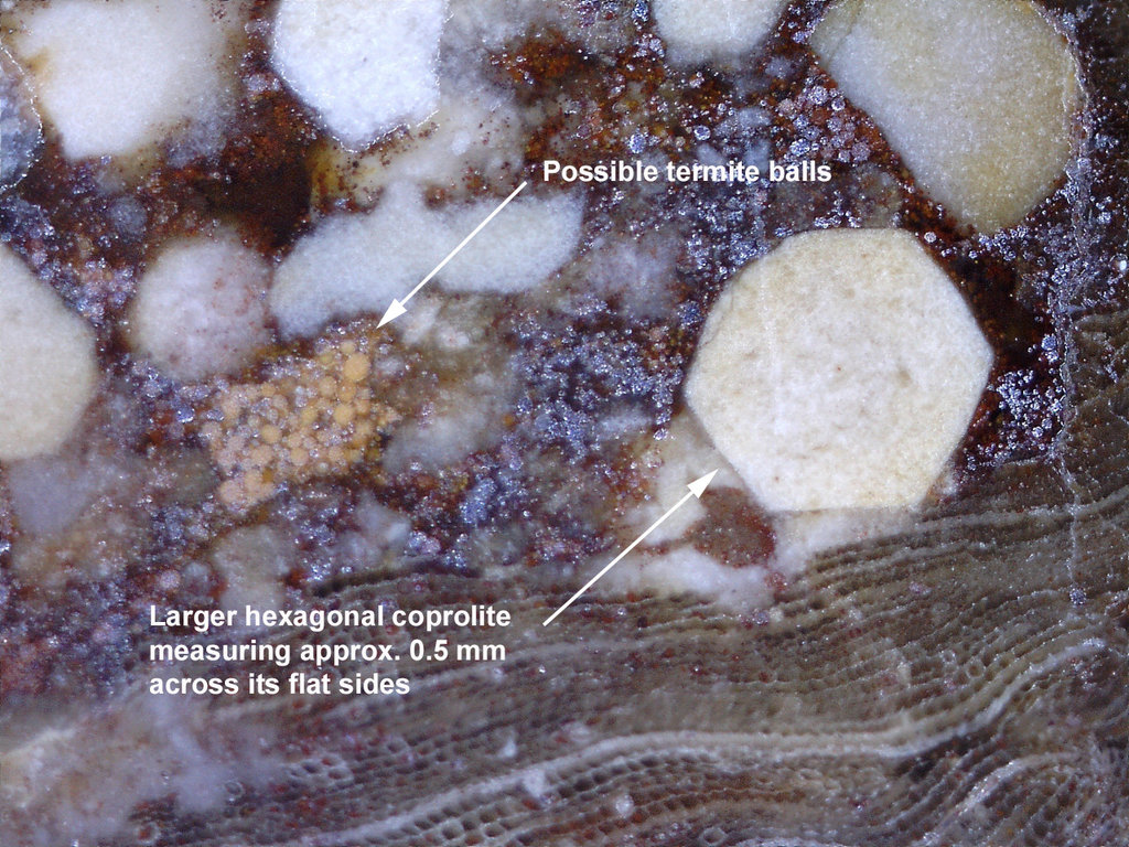 Termite-Coprolite-Petrified-Wood-Aachen-Germany-Micro-5-small.jpg