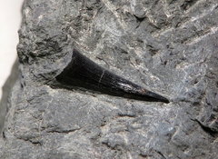 Steneosaurus tooth