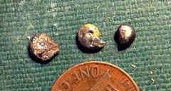 Tiny Goniatites from the Pyrite Bed, Penn Dixie