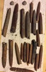Belemnites and Brachiopods from the Cretaceous Navesink Formation, New Jersey