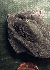 Modiomorpha (both valves) from Deep Springs Road, Madison CO., N.Y.
