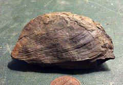 Middle Devonian Bivalve from Sullivan CO., N.Y.