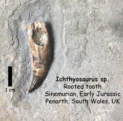 Sinemurian Ichthyosaurus