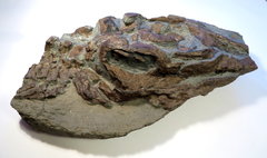 Ichthyosaur skull bones