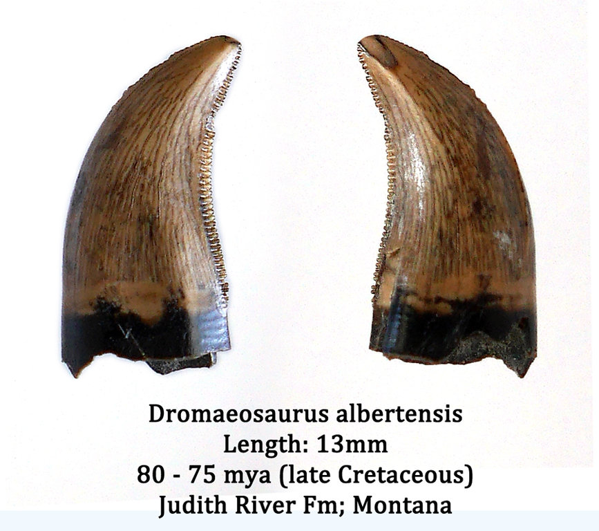 Dromaeosaurus.thumb.jpg.7b679fc931a874c054fb0125fd861645.jpg