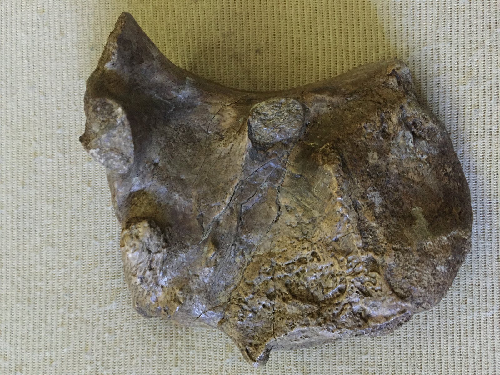 Edaphosaurus bone with large bite mark from an apparent Dimetrodon