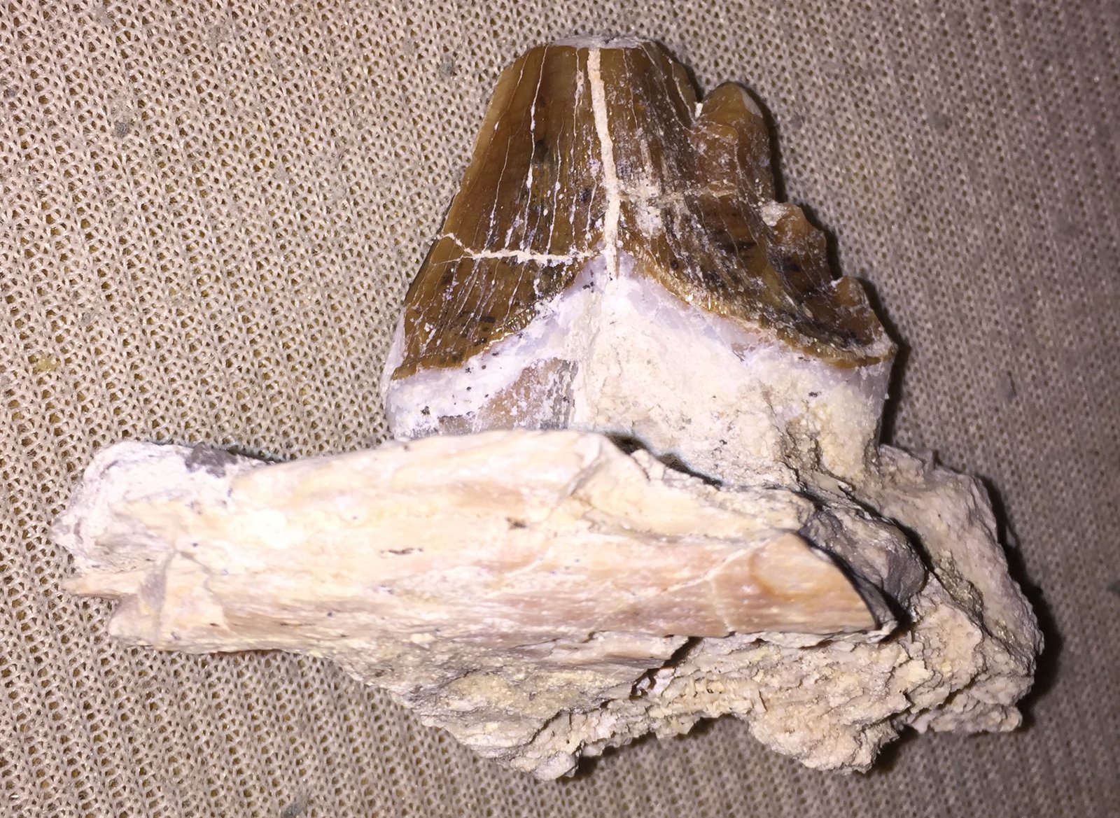 Basilosaurus molar still attached