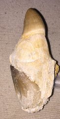 Mosasaur tooth with replacement tooth
