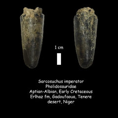 Sarcosuchus tooth