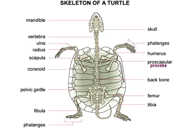 turtle_skeleton.JPG.470698d1340c494b902c8aeb4a270f5a.JPG