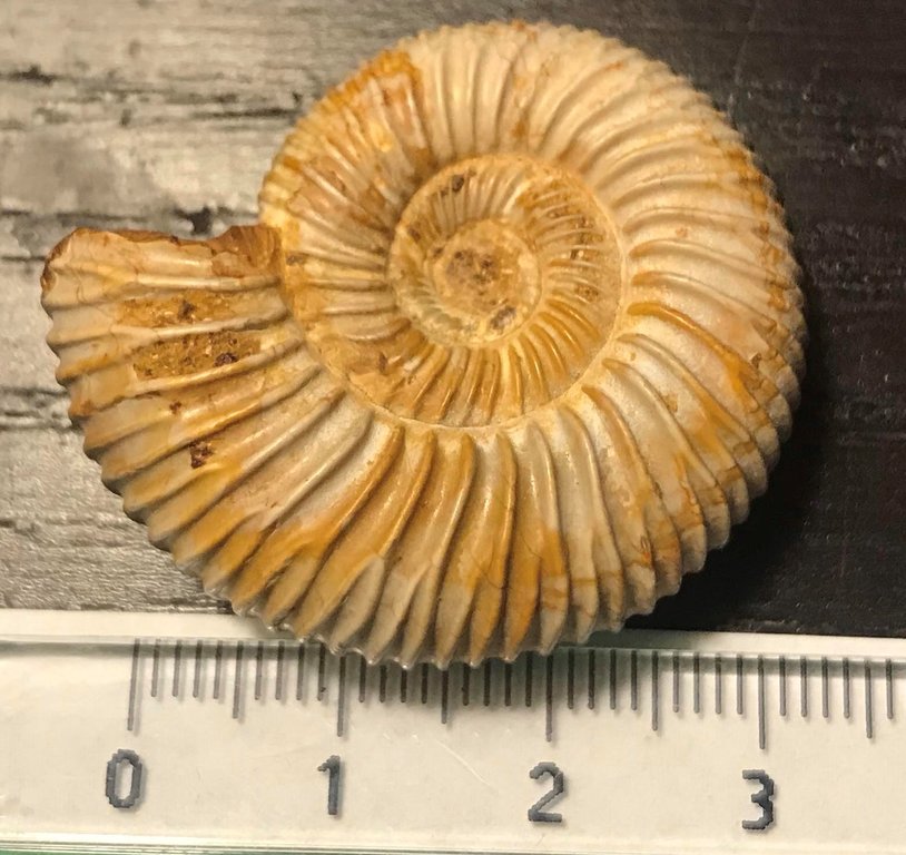ammonite4.jpg