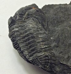 Greenops Trilobite from Deep Springs Road Quarry