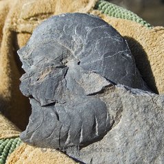 Middle Devonian Goniatite