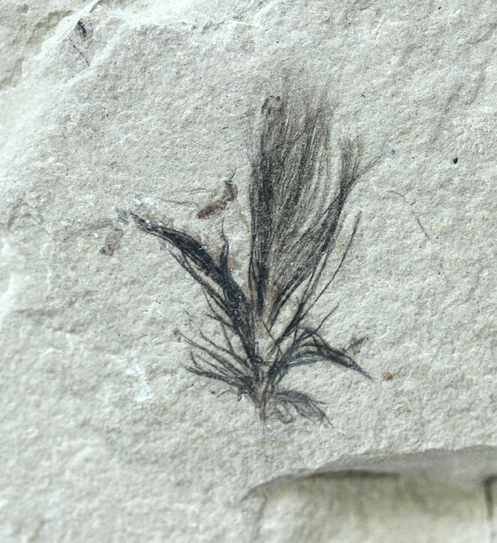 green-river-fossil-feather.jpg