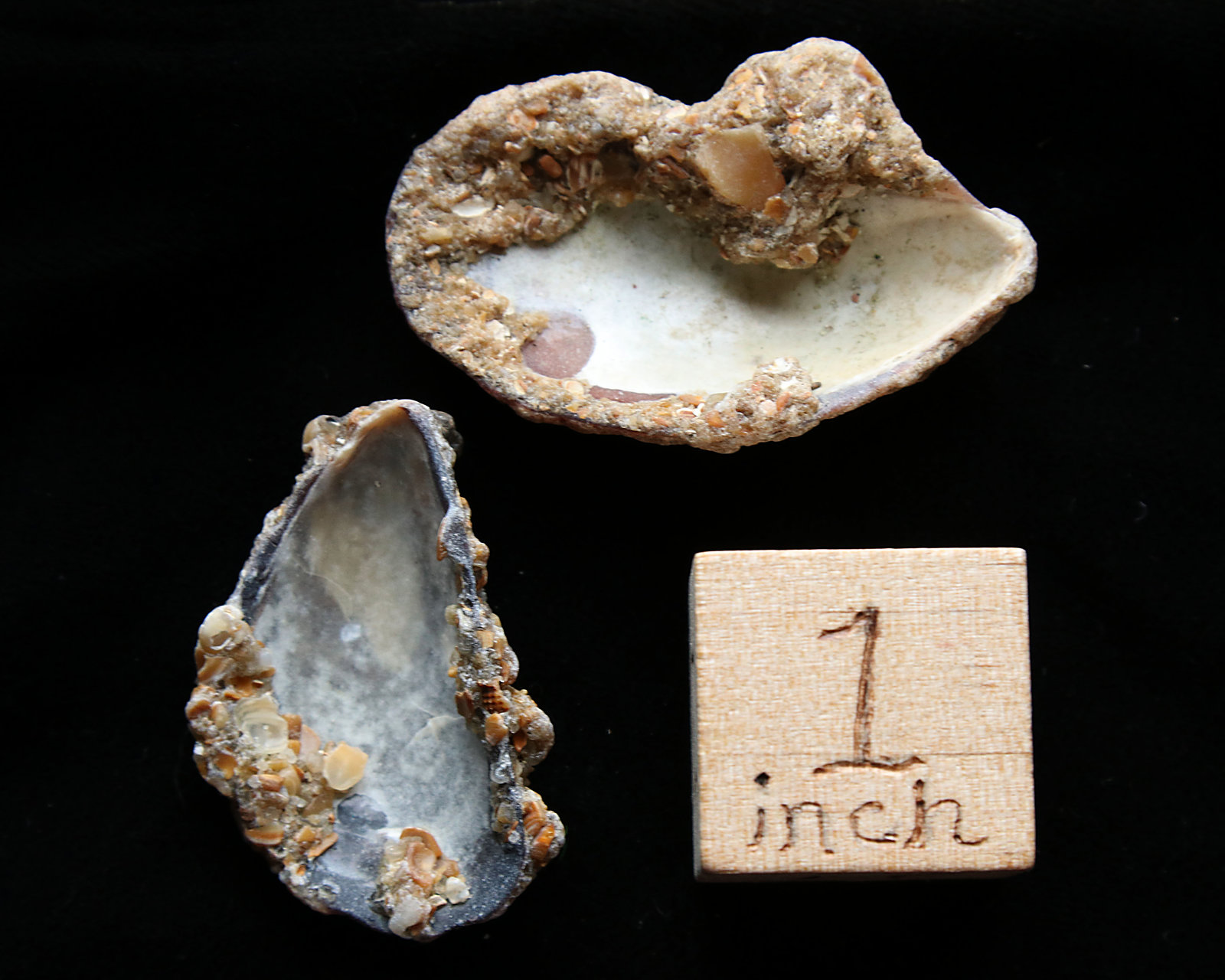 Fossil Mussel Shells, Cape Hatteras