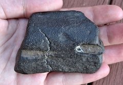Ichthyosaur Jaw Fragment (found 2014)