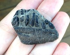 Ichthyosaur Jaw Fragment with Teeth (found 2017)
