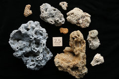 Plesitocene Corals, Cape Hatteras