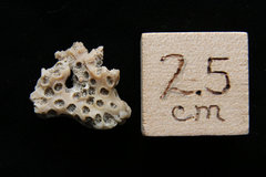 Pleistocene Coral, Cape Hatteras