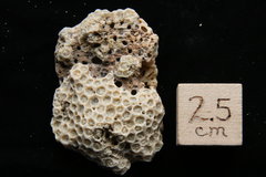 Pleistocene Coral, Cape Hatteras