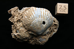 Fossil Scallop Shell, Cape Hatteras