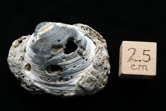 Fossil Clam Shell, Cape Hatteras