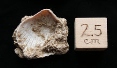 Fossil Scallop Shell, Cape Hatteras