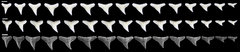 Carcharhinus brachyurus.jpg